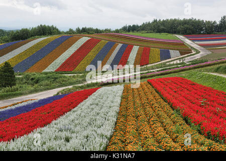Rainbow fields of silver dust, marigolds, and scarlet sage at the flower fields of Shikisai no Oka, Hokkaido, Japan Stock Photo