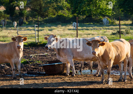Livestock. Cow farm, Las Merindades County Burgos, Castile and Leon, Spain, Europe