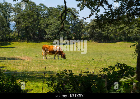 Livestock. Cow farm, Las Merindades County Burgos, Castile and Leon, Spain, Europe