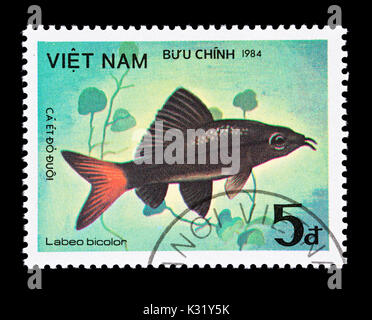 Postage stamp from Vietnam depicting a red-tailed black shark (Epalzeorhynchos bicolor; syn. Labeo bicolor) Stock Photo