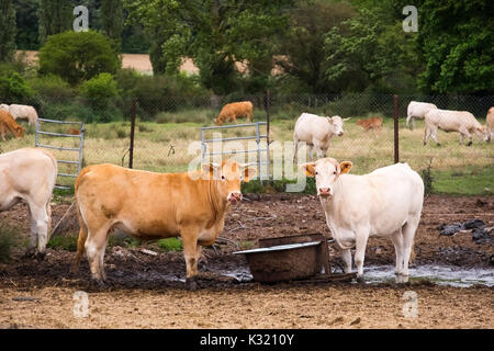 Livestock. Cow farm, Las Merindades County Burgos, Castile and Leon, Spain, Europe