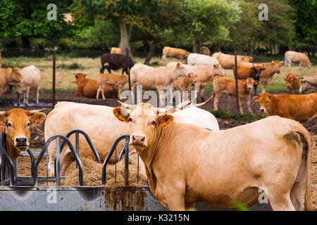 Livestock. Cow farm, Las Merindades County Burgos, Castile and Leon, Spain, Europe