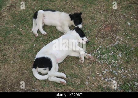 Two dogs are lying on a grassy ground in Borsa, Maramures, Romania. Stock Photo