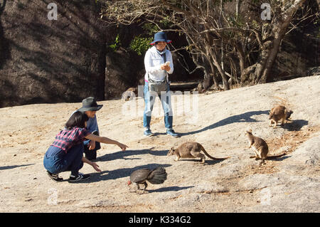 Chinese tourists looking at endangered Mareeba Unadorned Rock Wallaby (Petrogale inornata, Mareeba race), Granite Gorge Nature Park, Atherton Tablelan Stock Photo