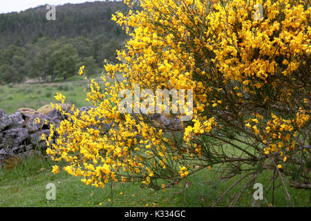 A gorse bush in the Scottish Highlands Stock Photo