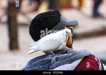 Man carriyng a pigeon on his shoulder in Patan Durbar Square, Nepal Stock Photo