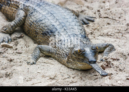 Gharial crocodile with narrow snout at the Chitwan National Park, Nepal ...