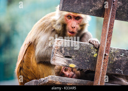 Macacus monkeys living in the Swayambu Nath Temple, Kathmandu, Nepal Stock Photo