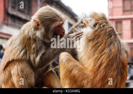 Macacus monkeys living in the Swayambu Nath Temple, Kathmandu, Nepal Stock Photo