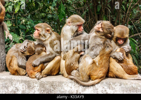 Macacus monkeys living in the Swayambu Nath Temple, Kathmandu, Nepal Stock Photo
