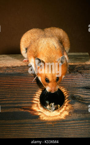 Syrian or Golden Hamster Mesocricetus auratus. Pregnant or gravid female looking into nest box. Stock Photo