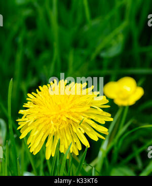 Taraxacum officinale (Common yellow dandelions) growing in early summer, in West Sussex, England, UK, in portrait with copy space. Stock Photo