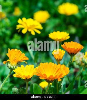 Calendula officinalis (Pot Marigold) flowers in Summer in West Sussex, England, UK. AKA Common Marigold, Ruddles, Scotch Marigold, English Marigold. Stock Photo
