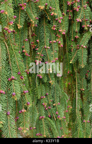 Weeping spruce (Picea abies 'Inversa') Stock Photo