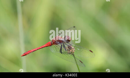 Red dragonfly, Sympetrum sanguineum, on a strand of wild grass against a blurred green background Stock Photo