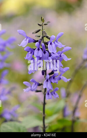 Sage (Salvia longispicata x farinacea 'Mystic Spires Blue') Stock Photo