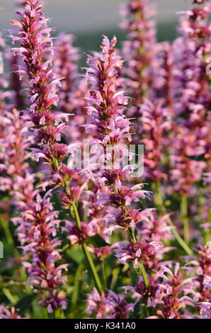 Purple giant hyssop (Agastache rugosa 'Red Fortune') Stock Photo