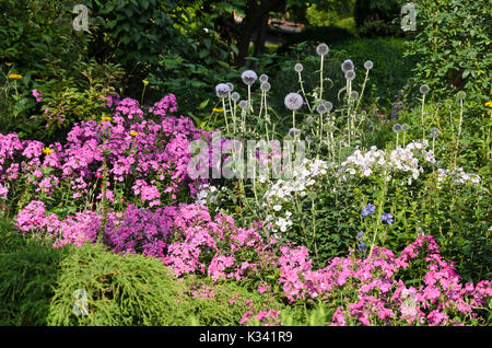 Great globe thistle (Echinops sphaerocephalus) and garden phlox (Phlox paniculata) Stock Photo