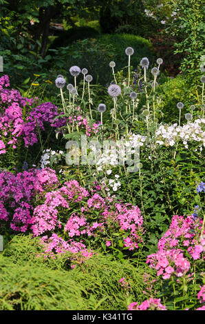 Great globe thistle (Echinops sphaerocephalus) and garden phlox (Phlox paniculata) Stock Photo