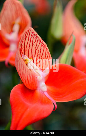 red disa (Disa uniflora Stock Photo - Alamy