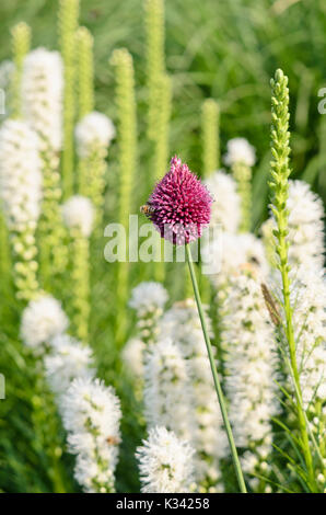 Round-headed leek (Allium sphaerocephalon) and dense blazing star (Liatris spicata 'Floristan White') Stock Photo