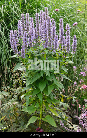 Purple giant hyssop (Agastache rugosa) Stock Photo