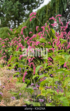 Oriental knotweed (Persicaria orientalis syn. Polygonum orientale Stock ...