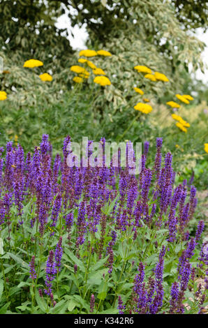 Woodland sage (Salvia nemorosa 'Ostfriesland') and fernleaf yarrow (Achillea filipendulina) Stock Photo