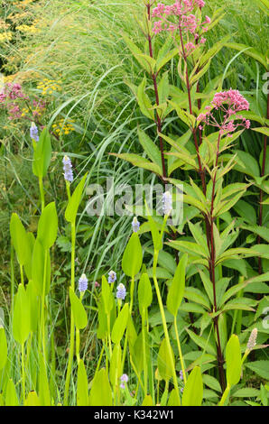 Pickerel weed (Pontederia cordata) and hemp agrimony (Eupatorium cannabinum) Stock Photo