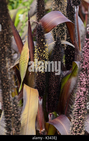 Perl millet (Pennisetum glaucum 'Purple Baron' syn. Pennisetum americanum 'Purple Baron') Stock Photo