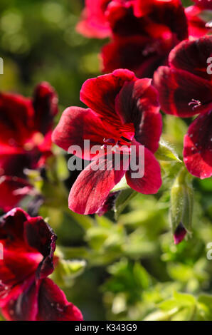 Lemon scented pelargonium (Pelargonium crispum 'Graziosa Merlot Red') Stock Photo