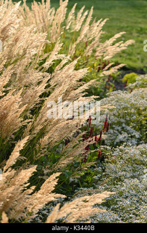 Feather reed grass (Calamagrostis arundinacea var. brachytricha syn. Achnatherum brachytricha) Stock Photo
