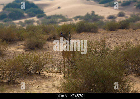 Arabian Gazelle in it natural desert habitat Stock Photo