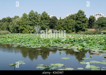 Lacul Tei park in Bucharest. Lake full of blossom waterlilies Stock Photo