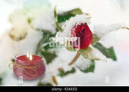 Christmas card: on the white snow Red roses, covered with snow, and lights Stock Photo
