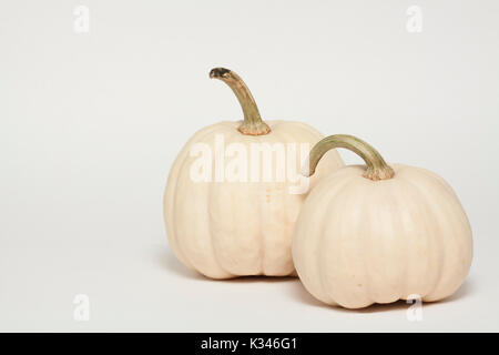 Mini White Pumpkins Stock Photo