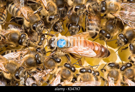 Bee in the middle of workers helping and feeding it. Clutch of the queen bee in the alveolus of fresh wax, in a beehive. Identification of the queen,  Stock Photo