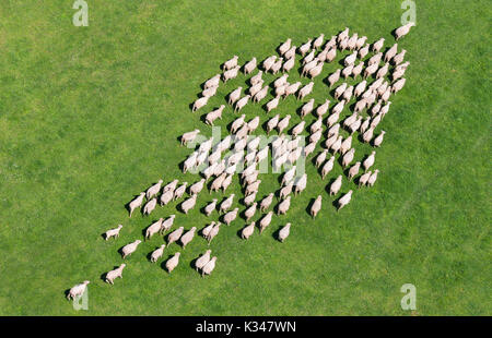Aerial view of a herd of sheep Stock Photo