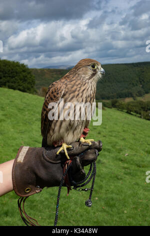 Juvenile Kestrel Falco tinnunculus  on falconers glove. Wales. UK Stock Photo