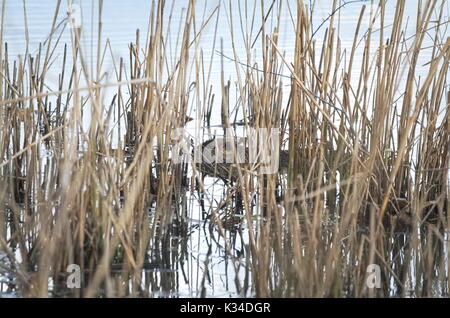 Coypu Animal Swimming in the Water between Dry Reeds Stock Photo
