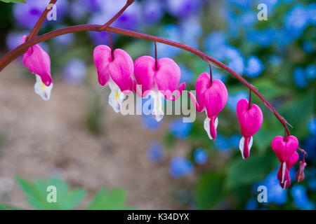 Dicentra spectabilis also known as Venus's car, bleeding heart, or lyre flower Stock Photo