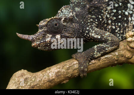 Female Jackson's chameleon (Trioceros jacksonii jacksonii) on branch, Nairobi, Kenya Stock Photo