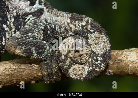 Female Jackson's chameleon (Trioceros jacksonii jacksonii) on branch, Nairobi, Kenya Stock Photo