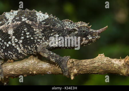 Female Jackson's chameleon (Trioceros jacksonii jacksonii) on branch, Nairobi, Kenya Stock Photo