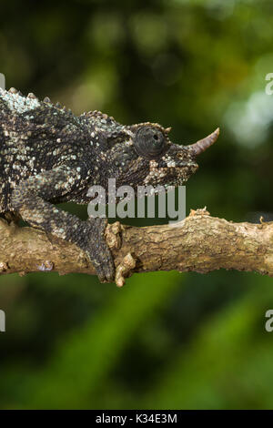 Female Jackson's chameleon (Trioceros jacksonii jacksonii) on branch, Nairobi, Kenya Stock Photo