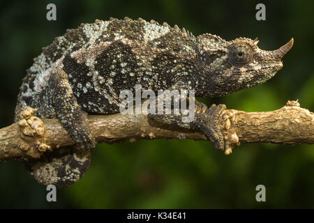 Female Jackson's chameleon (Trioceros jacksonii jacksonii) on branch, Nairobi, Kenya Stock Photo