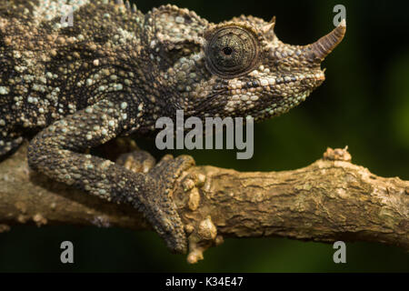 Female Jackson's chameleon (Trioceros jacksonii jacksonii) on branch, Nairobi, Kenya Stock Photo