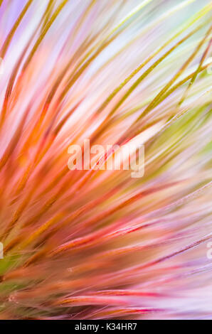 Macro of Pasque Flower Seed Head Stock Photo