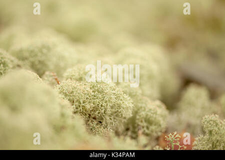Natural macro summery background of light reindeer lichen Stock Photo