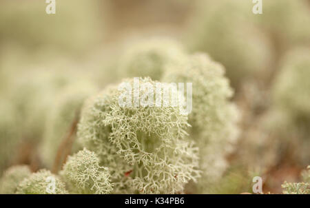Natural macro summery background of light reindeer lichen Stock Photo